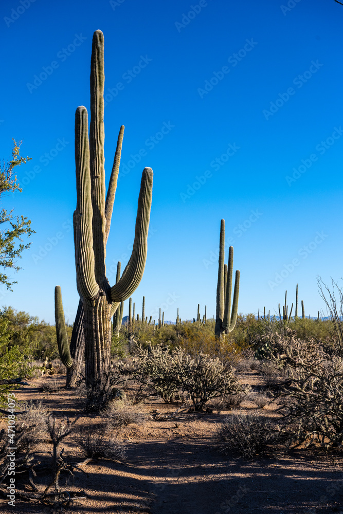 Saguaro and Cholla Cacti Dot the Landscape