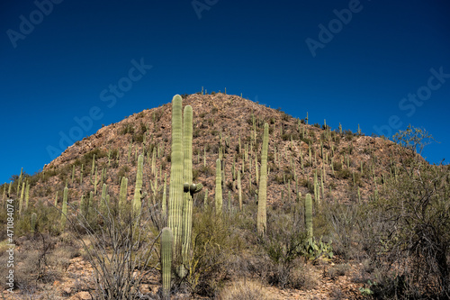 Saguaro Cacti crawl Up the side of a mountain