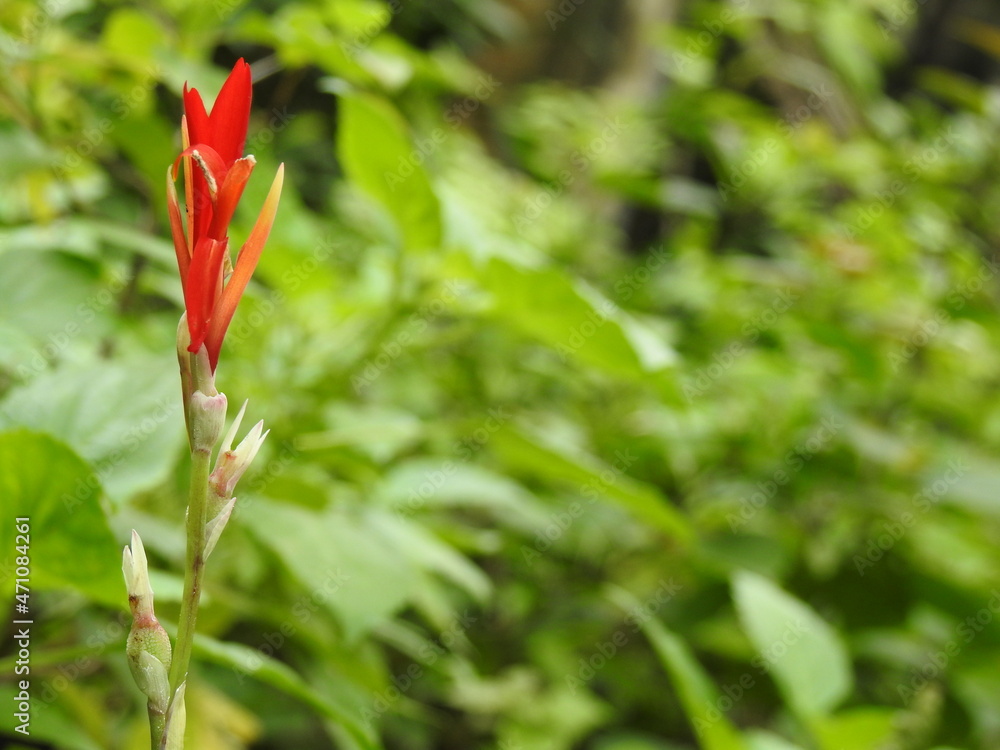Red Canna Lilies, Ornamental Flowers Red Canna Lilies, Ornamental Flowers