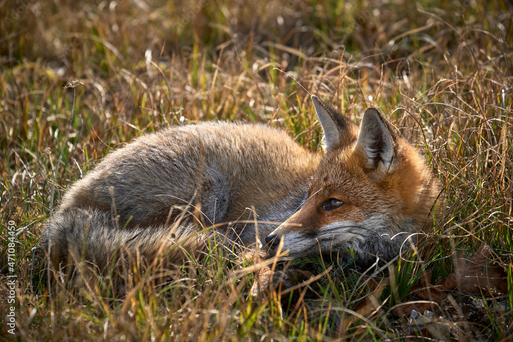 Fototapeta premium Tramonto estivo sul Gran Sasso