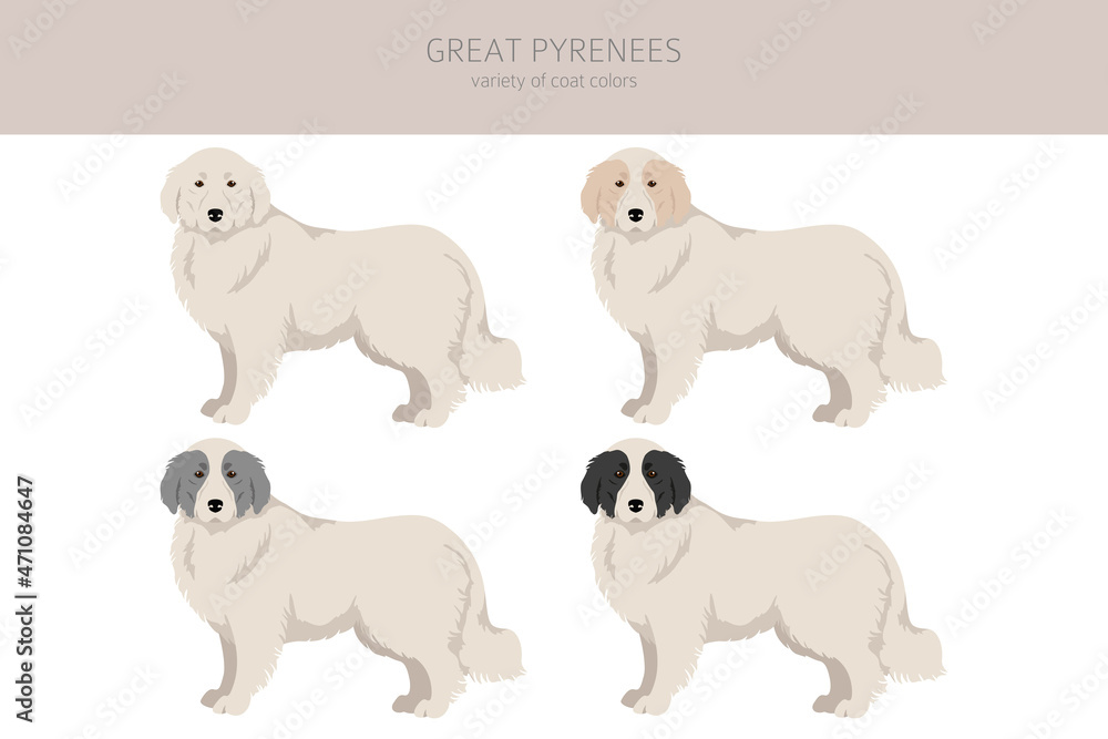 Great Pyrenees clipart. Different poses, coat colors set