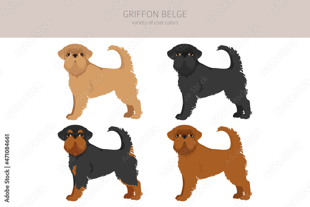 Griffon Belge clipart. Different poses, coat colors set
