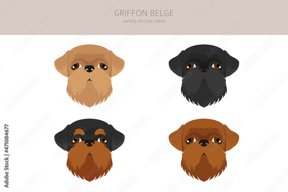 Griffon Belge clipart. Different poses, coat colors set