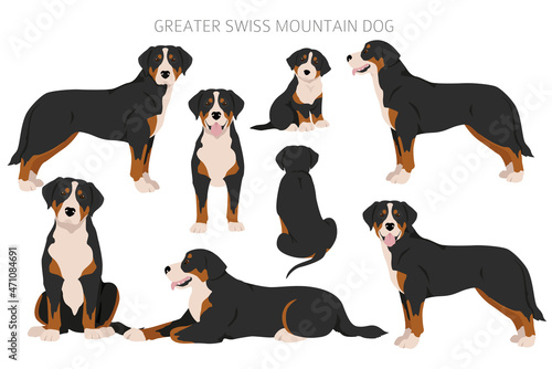 Greater Swiss mountain dog clipart. Different poses, coat colors set