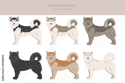 Greenland dog clipart. Different poses, coat colors