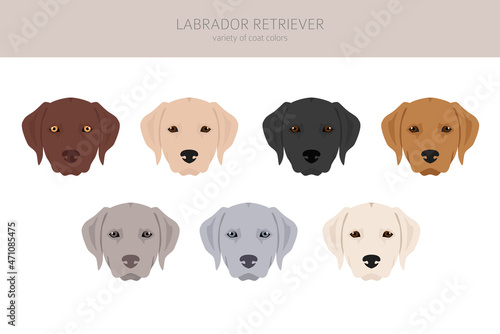 Labrador retriever dogs in different poses and coat colors clipart