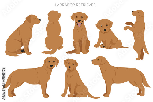 Labrador retriever dogs in different poses and coat colors clipart
