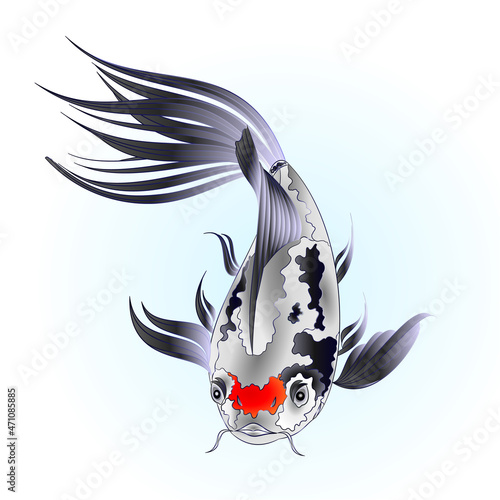 Fish beautiful  Japanese  carp koi   white  traditional on water blue background watercolor vintage vector illustration editable hand draw