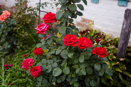 Fototapeta Naklejka Na Ścianę i Meble -  Bouquet red roses in the garden. A bush of beautiful roses in summer light. Beautiful spring or summer blooming rose plant