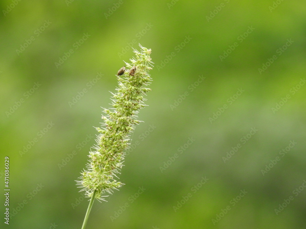 Green Foxtail Grass with bugs on it. Green background blurred, small insects on foxtail grass, Setaria plants Green Foxtail Grass with bugs on it. Green background blurred, small insects on foxtail grass, Setaria plants