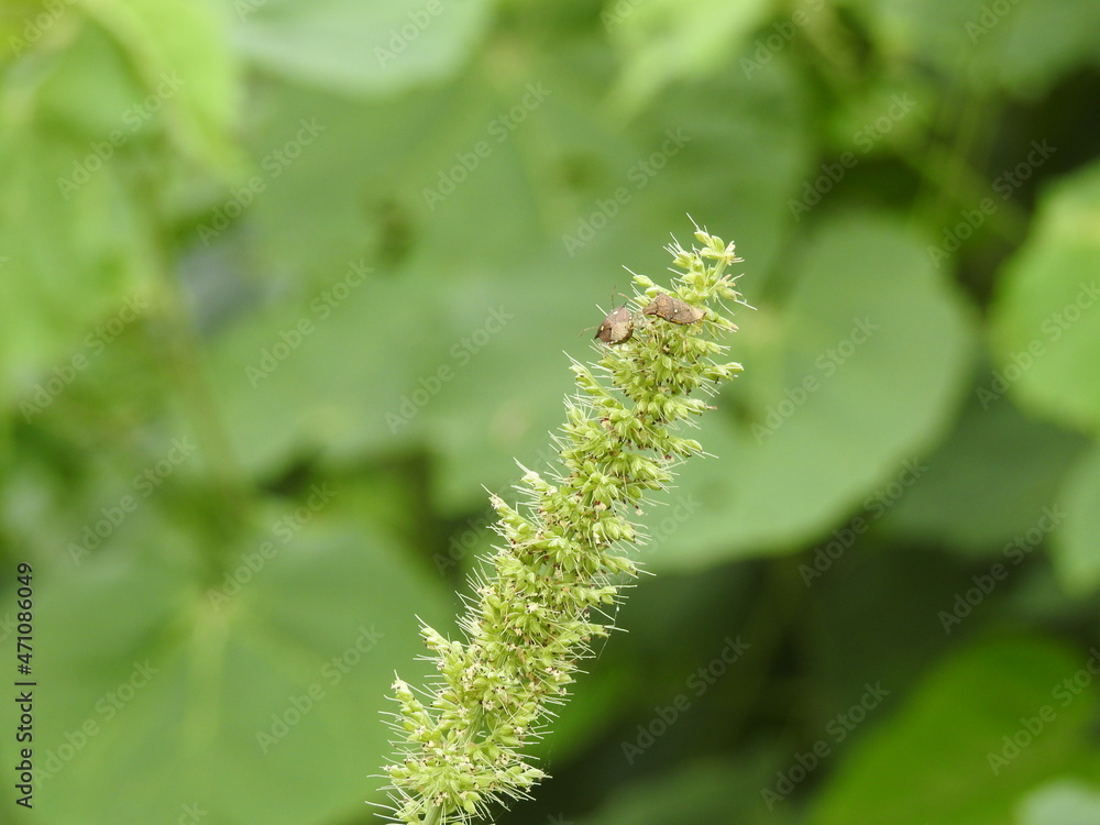 Green Foxtail Grass with bugs on it. Green background blurred, small insects on foxtail grass, Setaria plants