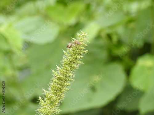 Green Foxtail Grass with bugs on it. Green background blurred, small insects on foxtail grass, Setaria plants