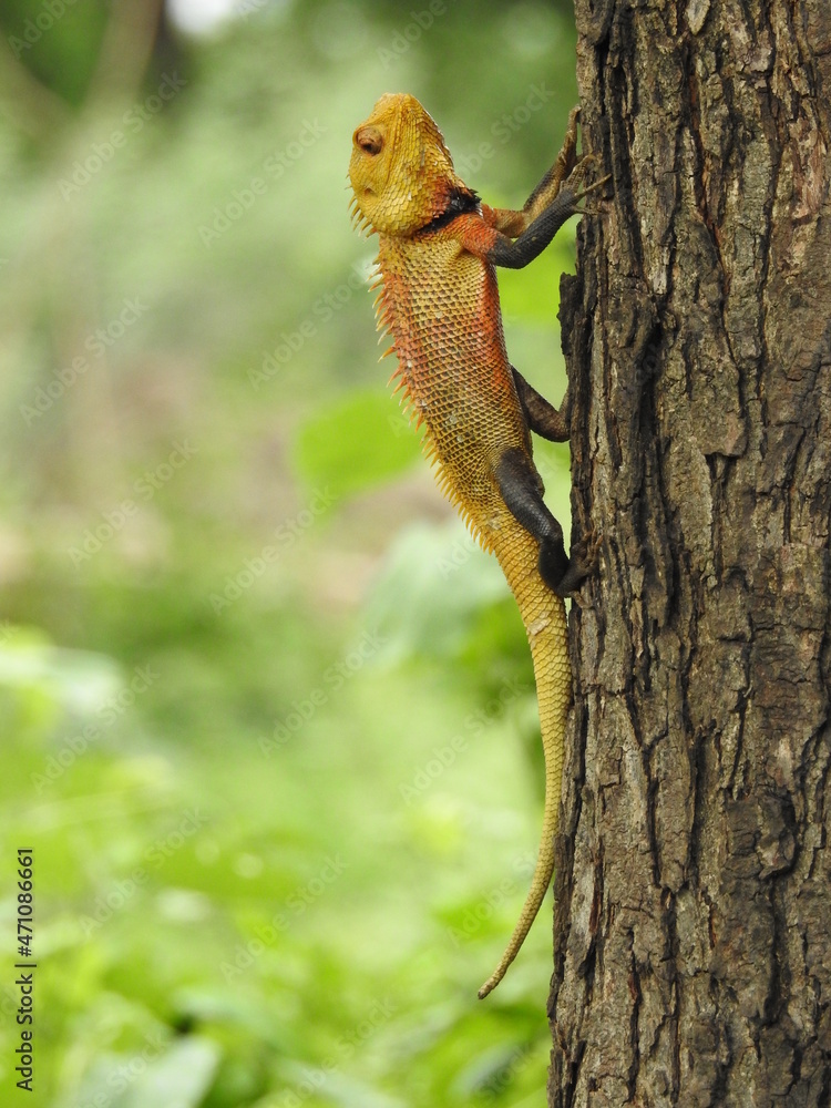 yellowish lizard on tree bark