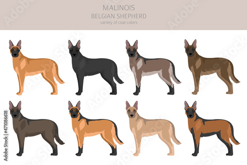Belgian Malinois clipart. Different poses, coat colors set