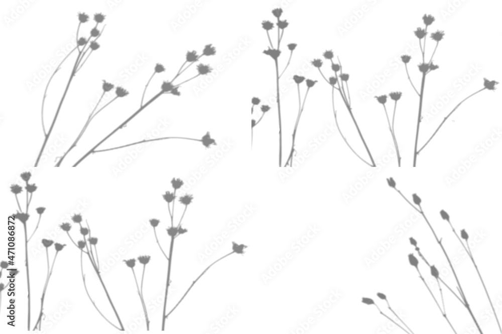 4 summer background from the shadow of a sprig of field grass on a white wall. White and black for photo or mockup