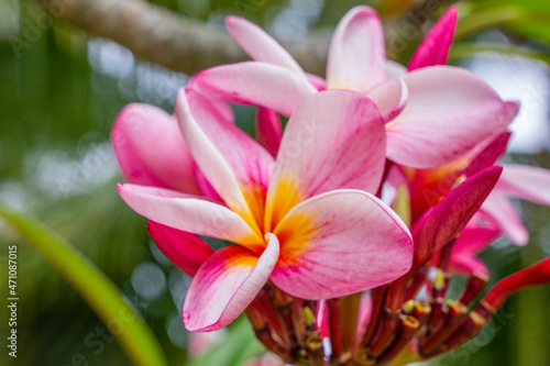 Macro close-up photo. Bright colorful pink of blossoming frangipani in the tree. Soft-focus background. Big Plumeria flower tree  tropical natural park.