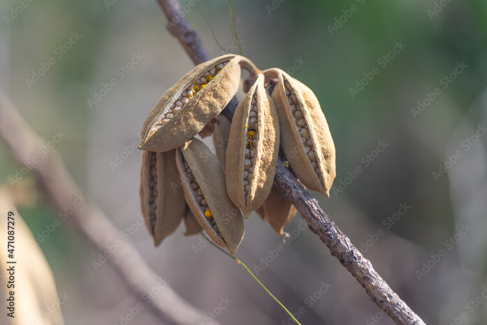 Red Kurrajong spikey seed pods opening Red Kurrajong spikey seed pods opening