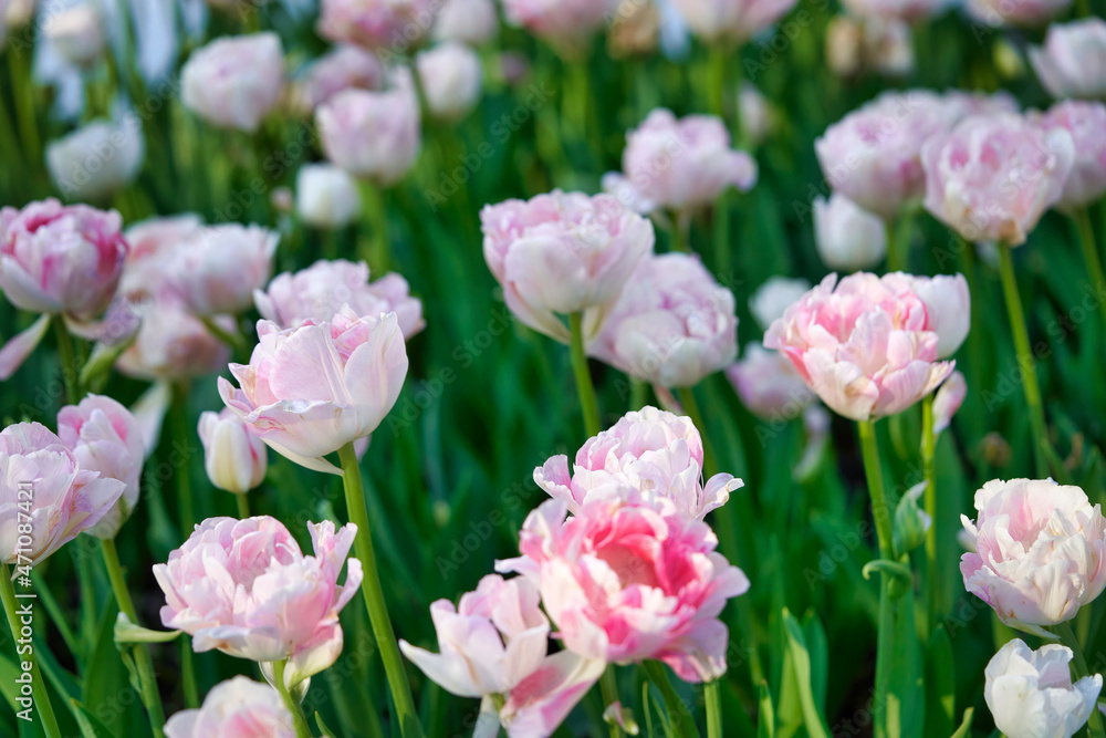 Fototapeta premium Bright flowers of tulips on a tulip field on a sunny morning