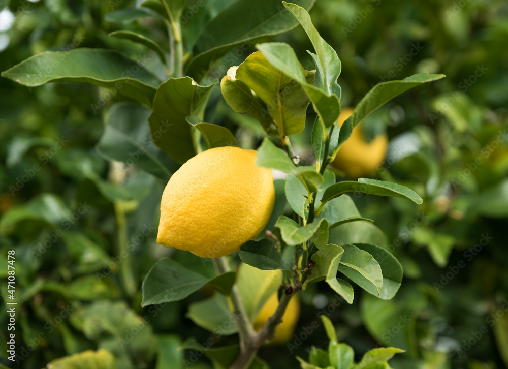 A ripe yellow lemon, Citrus limon, on a tree in spain