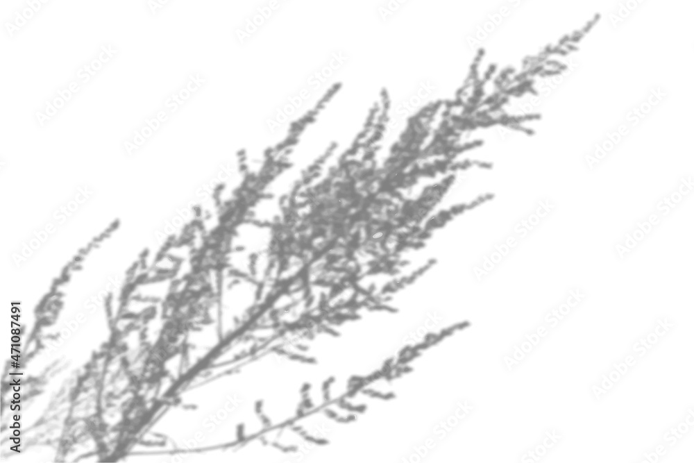 Fototapeta premium Summer background from the shadow of a sprig of field grass on a white wall. White and black for photo or mockup