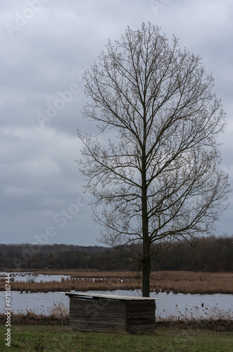 Lonely bare tree in a wetland nature reserve photo