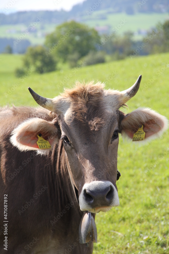 Kuh im Allgäu