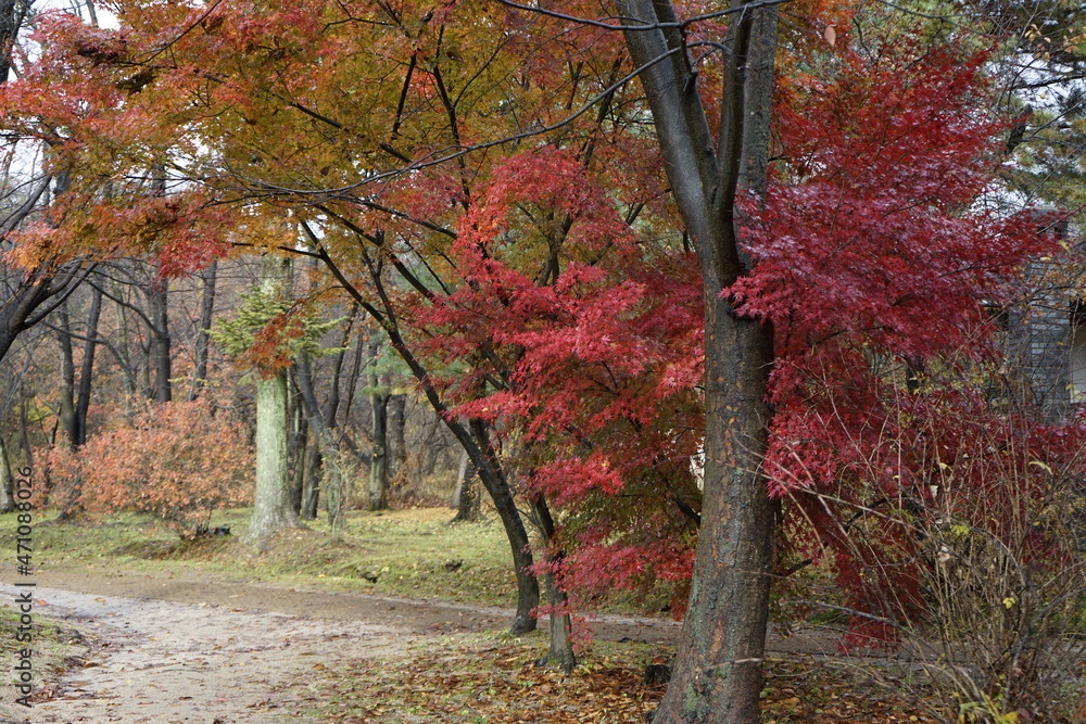 Obraz premium 숲에는 아름다운 단풍으로 물들어 있는 고즈넉한 풍경입니다.