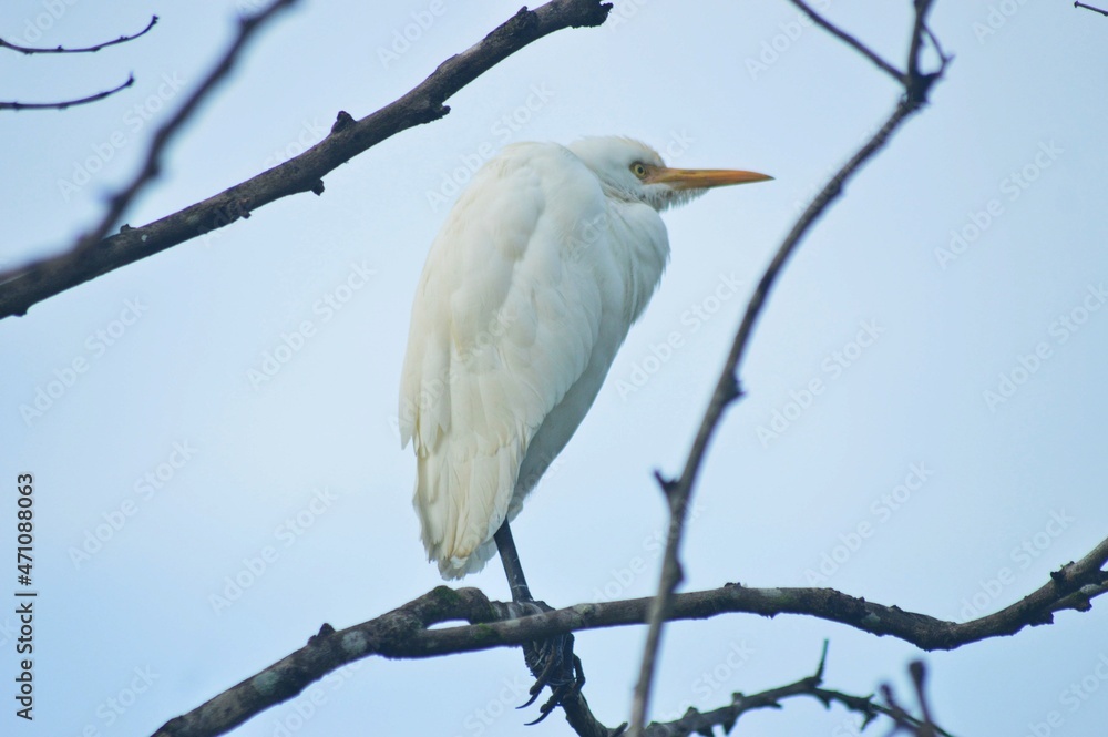great blue heron ardea cinerea on a tree branch great blue heron ardea cinerea on a tree branch