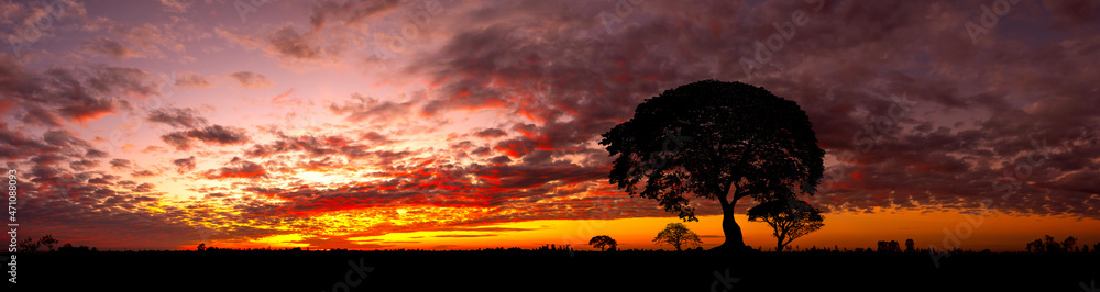 Fototapeta premium Big African tree silhouette over sunset, single tree on the field, beautiful panoramic image of nature at Africa, summer evening peaceful landscape of Masai Mara.Panorama Landscape Photo Concept.