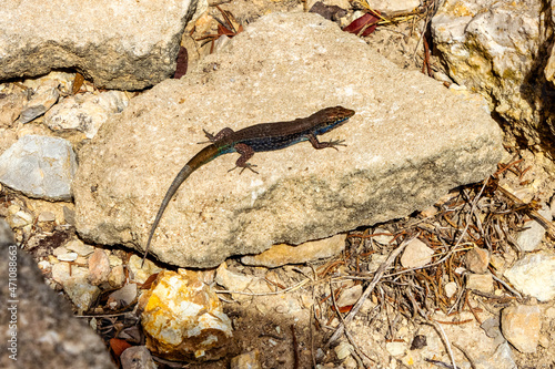 Cabrera Island lizard, Balearic Islands (Spain)