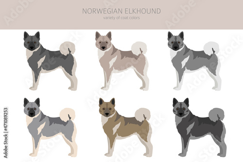Norwegian elkhound clipart. Different poses, coat colors set