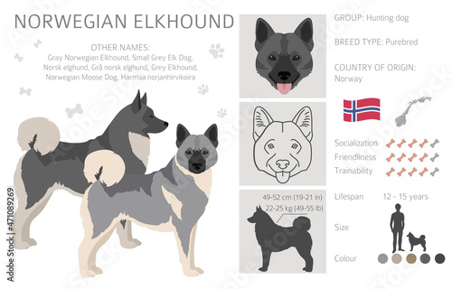 Norwegian elkhound clipart. Different poses, coat colors set