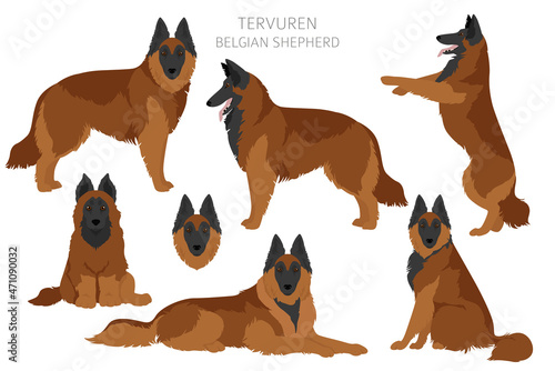 Belgian Tervuren clipart. Different poses, coat colors set