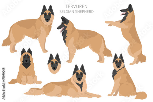 Belgian Tervuren clipart. Different poses, coat colors set