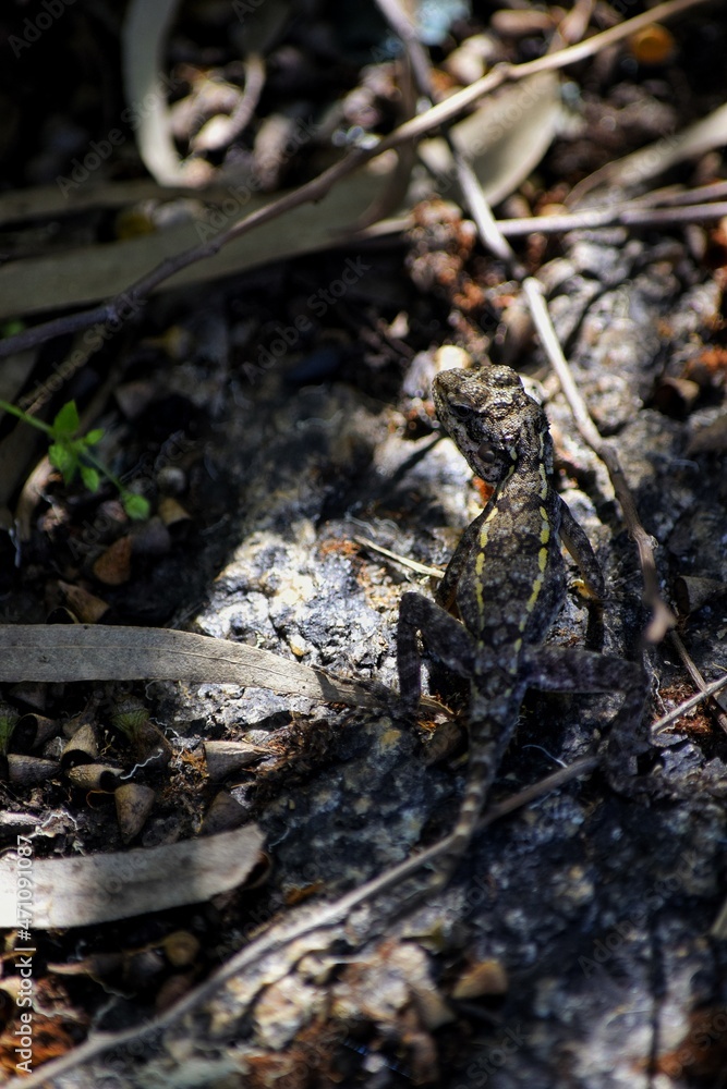 Lizard Lizard