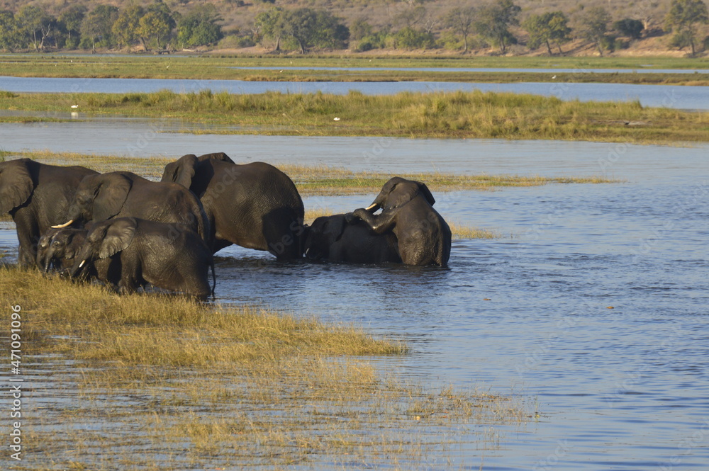 Herd of Elephants crossing the Chobe river Herd of Elephants crossing the Chobe river