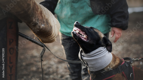 Protect dog belgian malinoise in training photo