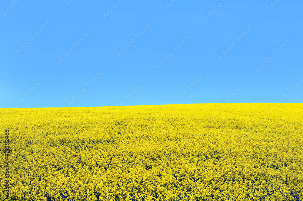 Obraz premium Canola field under blue sky in Canada. Canola was bred naturally from rapeseed in Canada and Canola means Canadian Oil, low acid