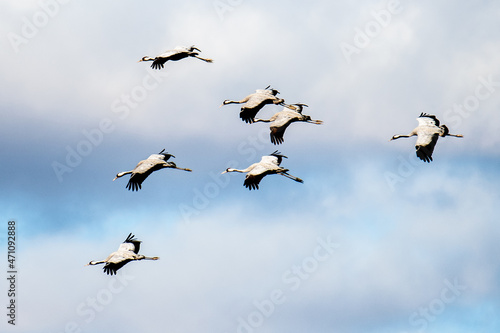 A group of cranes  Grus grus  is seen flying over Gallocanta Lake  Spain  during an Autumn day. 