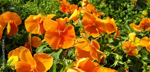 Fototapeta Naklejka Na Ścianę i Meble -  Orange flowers viola wittrockiana or viola tricolor. Panorama.