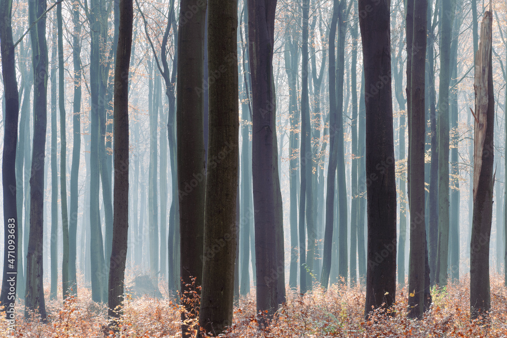 Buki, 120-letni las bukowy jesień - obrazy, fototapety, plakaty 