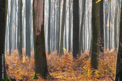 Buki, 120-letni las bukowy jesień