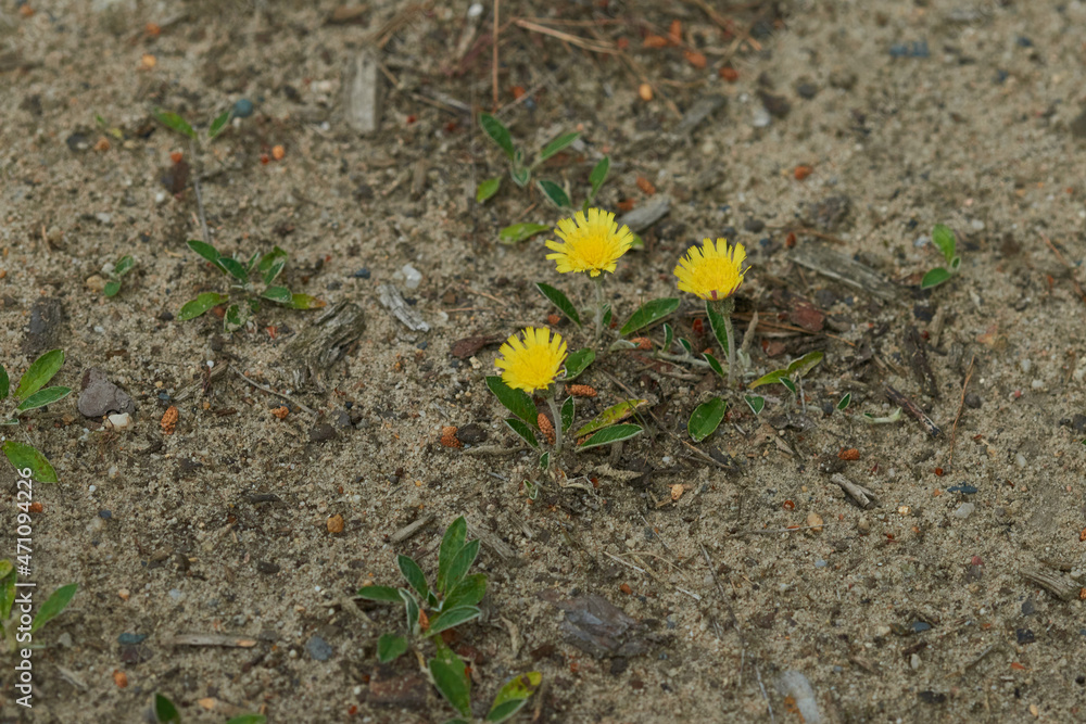 Kleines Habichtskraut (Hieracium pilosella) Kleines Habichtskraut (Hieracium pilosella)