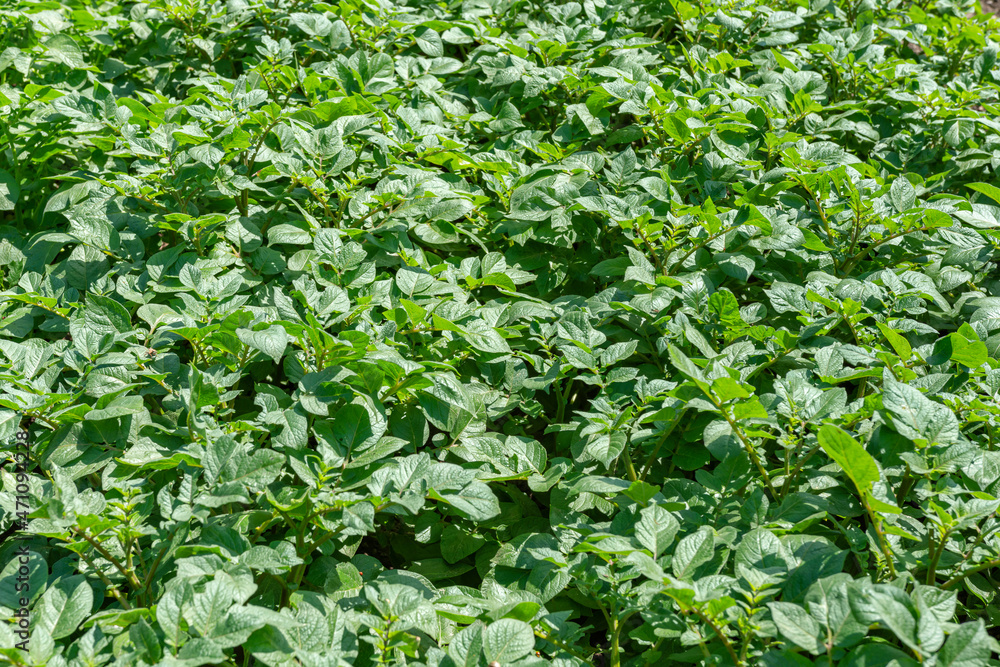 Close view of agricultural field of potatoes during spring. Greenery. Agricultural concept. Selective focus. Perspective from above.
