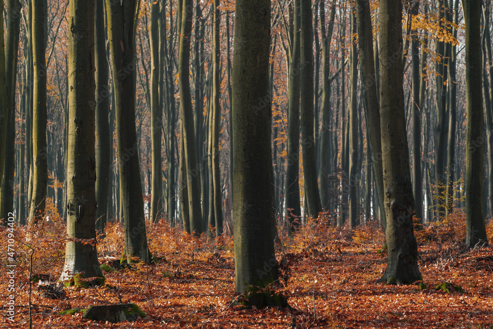 Buki, 120-letni las bukowy jesień - obrazy, fototapety, plakaty 