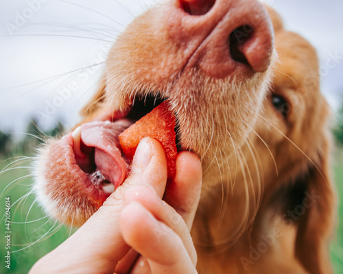 Foto dog eating watermelon