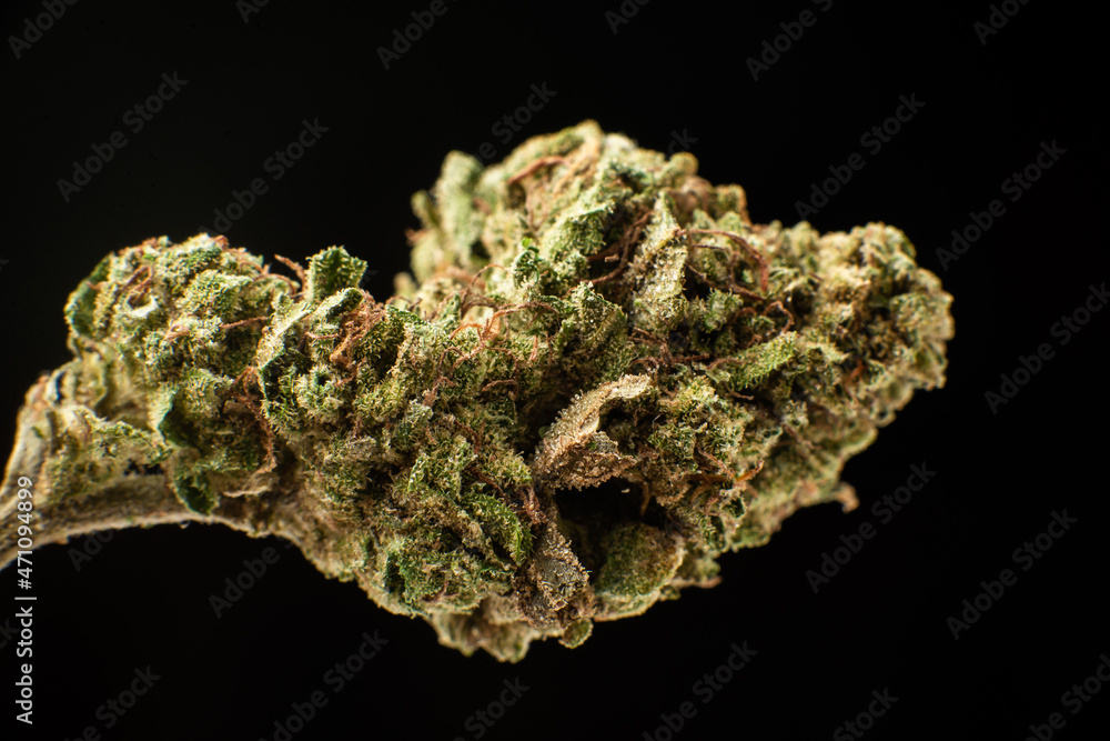 Marijuana flower bud macro close-up on a black background. Microdosing, remedy concept.