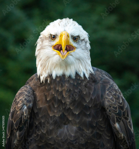 American Bald Eagle posing at raptor show in Auburn Alabama.
