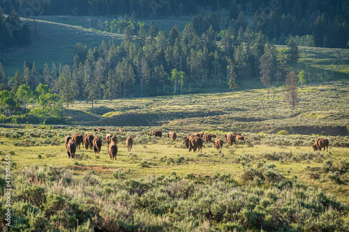 Bison in a sunlit field in the Lamar Valley in Yellowstone National Park near the border of Montana and Wyoming