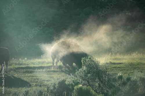 A bison stomps in a dust cloud in the Lamar Valley of Yellowstone National Park in Wyoming, Montana on a sunny summer morning photo